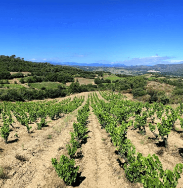 balade dans les vignes avec un chien au domaine Pons Gralet dans le Languedoc-Roussillon
