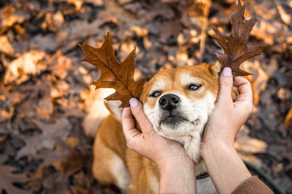 Partir à la Toussaint avec son chien : nos destinations coup de cœur