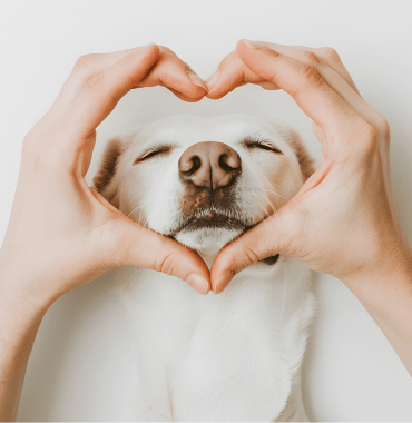 chien entre les mains de ses parents précautions en montagne