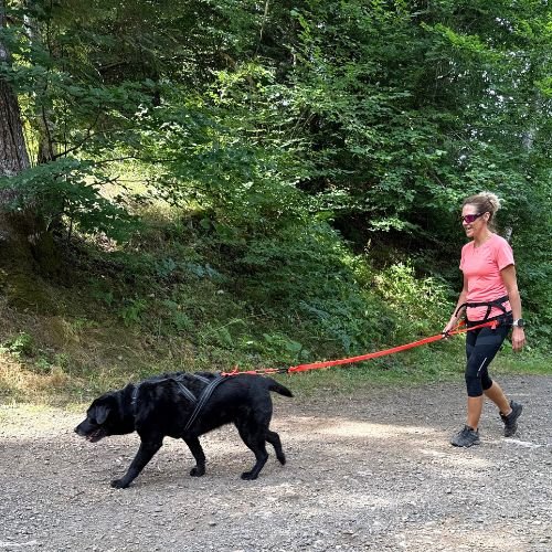 chien canicross