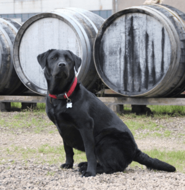 les chiens peuvent visiter la Maison Noilly Prat connue pour ses vermouth dans le Languedoc