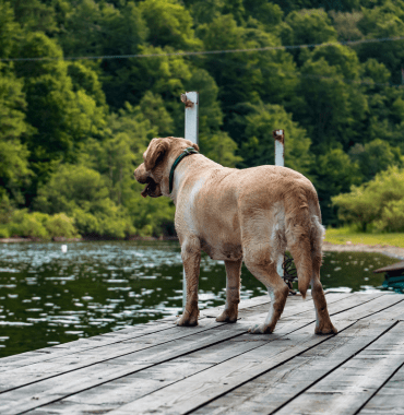 chien dans les Gorges de la Vire dans le Calvados en Normandie