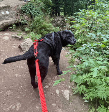 chien noir tracte humain en montagne en randonnée