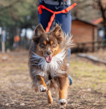chien qui pratique du canicross avec le pack canicross de Decathlon