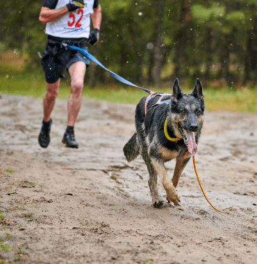 bonne pratiques course de canicross débutant