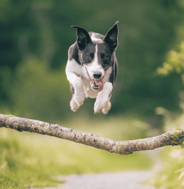 chien saute obstacles en montagne en été