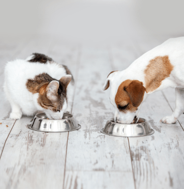quelle alimentation choisir pour son chien chiot chat ou chaton ?