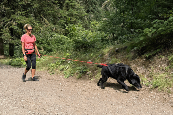 Canicross – Se lancer et s’éclater avec son chien, tout simplement !