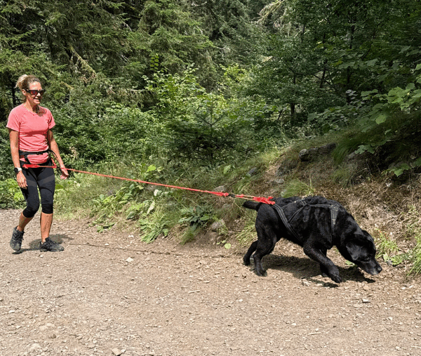 tout pour débuter le canicross et la canimarche avec son chien : conseils, équipements, étapes à suivre