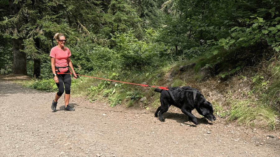 Canicross – Se lancer et s’éclater avec son chien, tout simplement !