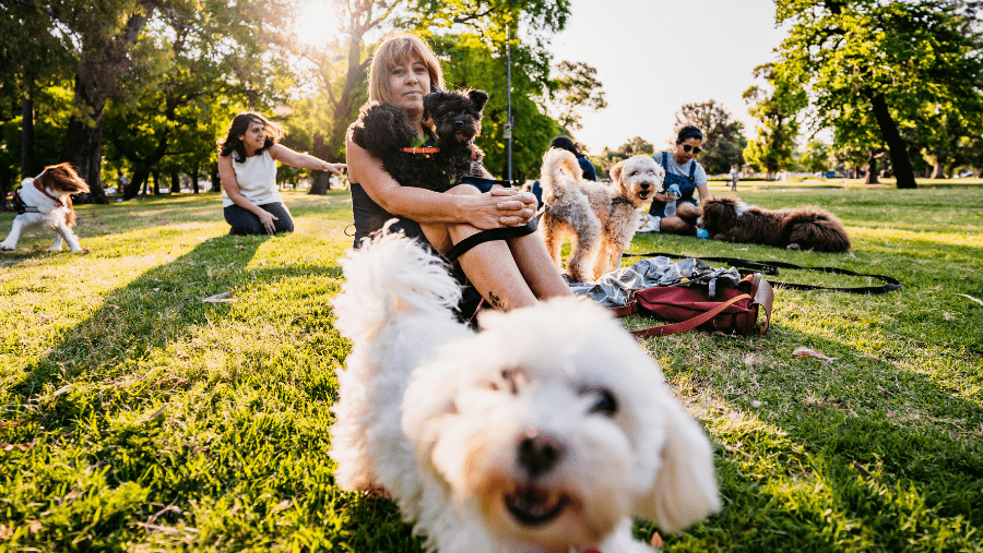 balades avec chien dans la Vallée de la Marne à côté de Paris