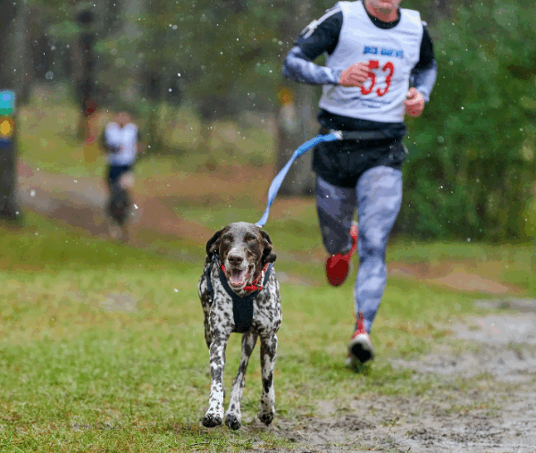 conseils et bons réflexes pour une course de canicross qui se passe bien