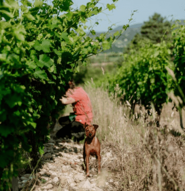 chien dans les vignes au domaine des conquêtes à Aniane près de Montpellier