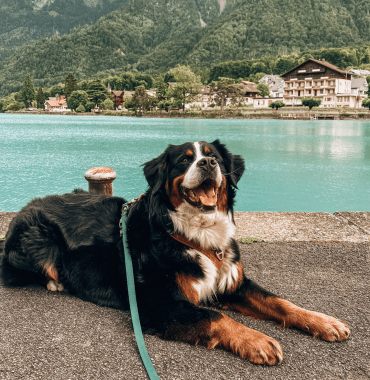 chien bouvier bernois dans un village de Haute-Savoie dans les Alpes