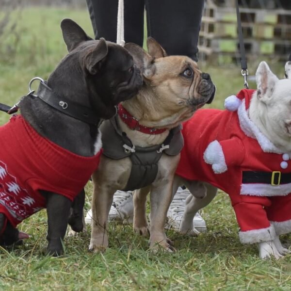 Centre Canin et Pension Les Flèches d’Artémis dans le Berry à Parnay