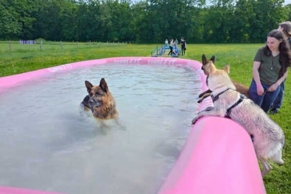 Centre Canin et Pension Les Flèches d’Artémis