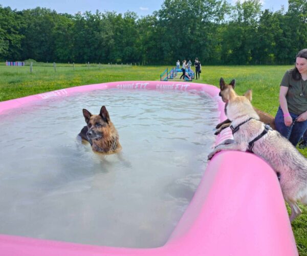 Centre Canin et Pension Les Flèches d’Artémis