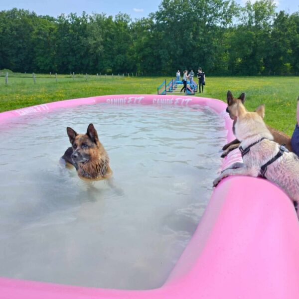 Piscine pour chien au Centre Canin et Pension Les Flèches d’Artémis dans le Berry à Parnay