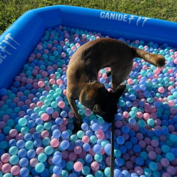 Piscine pour chien au Centre Canin et Pension Les Flèches d’Artémis dans le Berry à Parnay