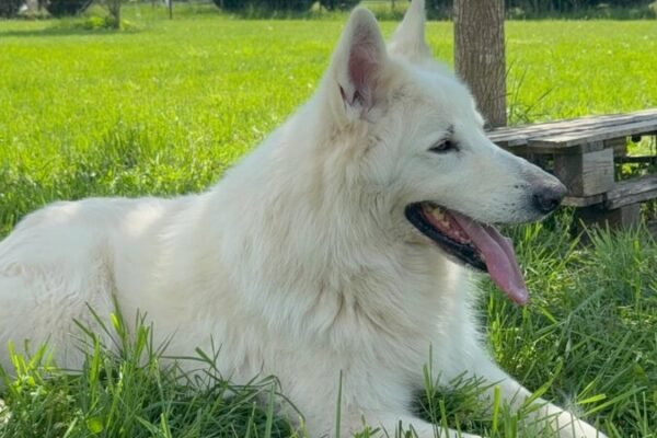 Centre Canin et Pension Les Flèches d’Artémis