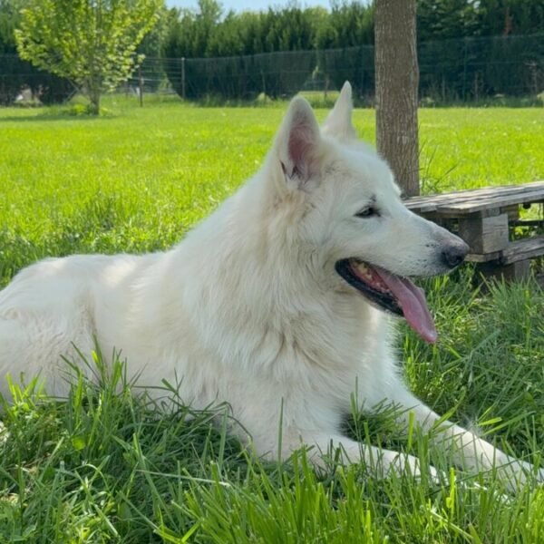 Centre Canin et Pension Les Flèches d’Artémis dans le Berry à Parnay