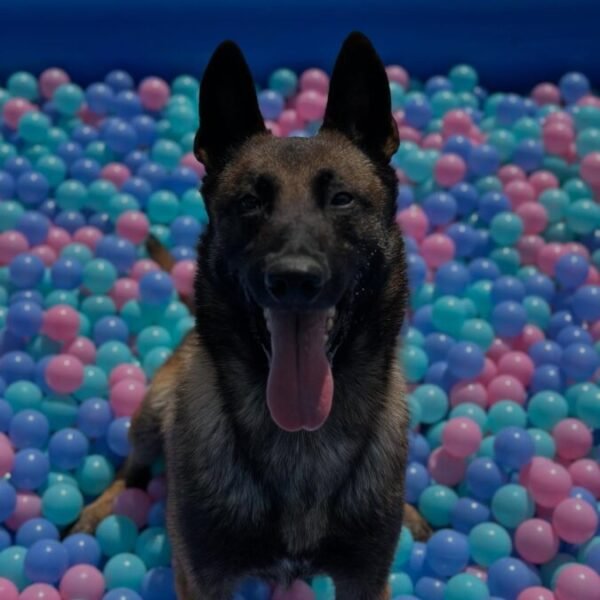 Piscine pour chien au Centre Canin et Pension Les Flèches d’Artémis dans le Berry à Parnay