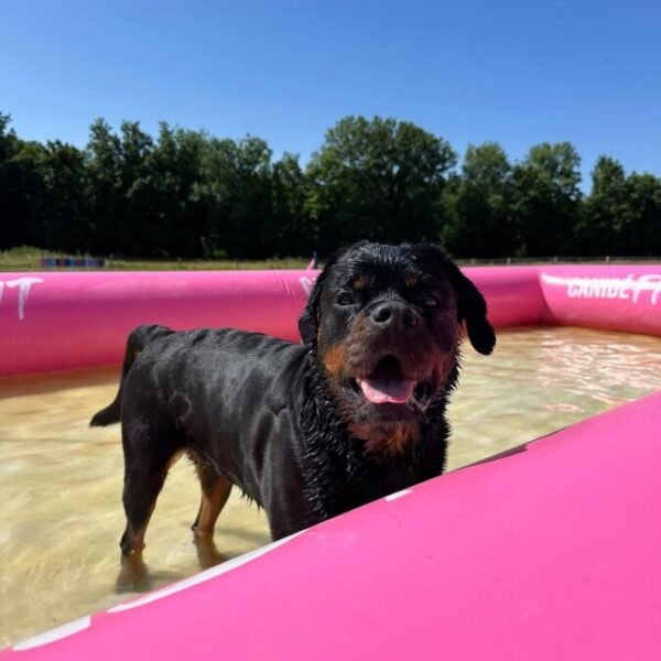 Piscine pour chien au Centre Canin et Pension Les Flèches d’Artémis dans le Berry à Parnay