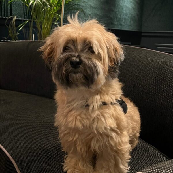 Les chiens sont bienvenus à l'Hôtel Le Trophée à Deauville dans le Calvados en Normandie