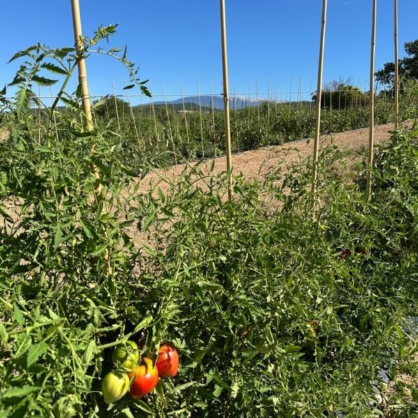 Le Potager du Restaurant La Cerise en Provence au pied du Mont Ventoux près de Carpentras aux portes du Lubéron dans le Sud de la France