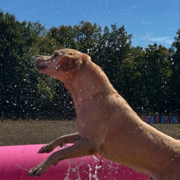 Piscine pour chien au Centre Canin et Pension Les Flèches d’Artémis dans le Berry à Parnay