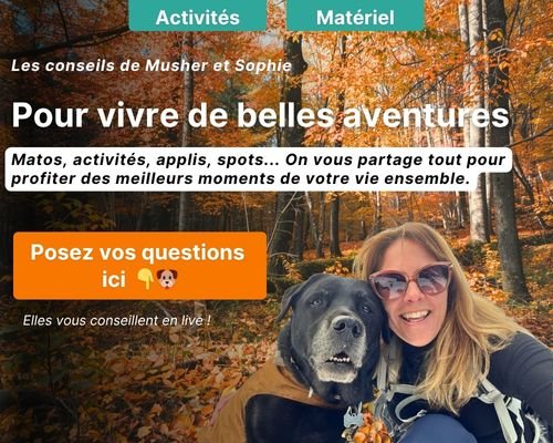 chien vacances automne