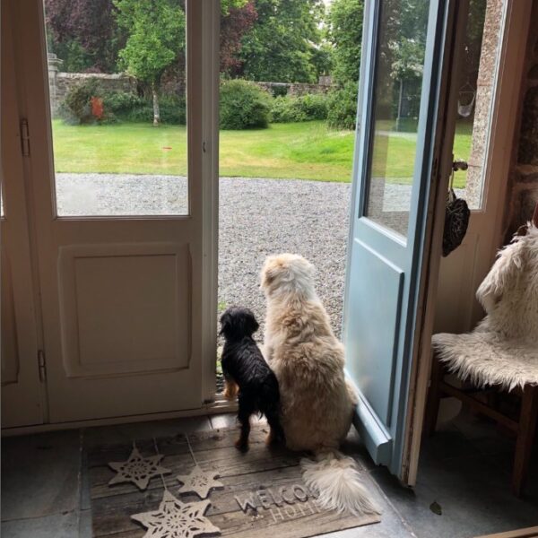 Les chiens du Manoir de Botcol pour un Séjour insolite en Bretagne dans les Côtes d'Armor