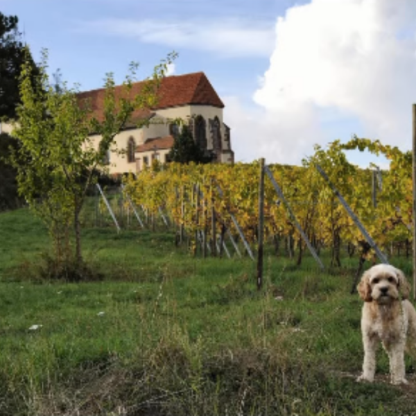 Gites le Vieux Pressoir