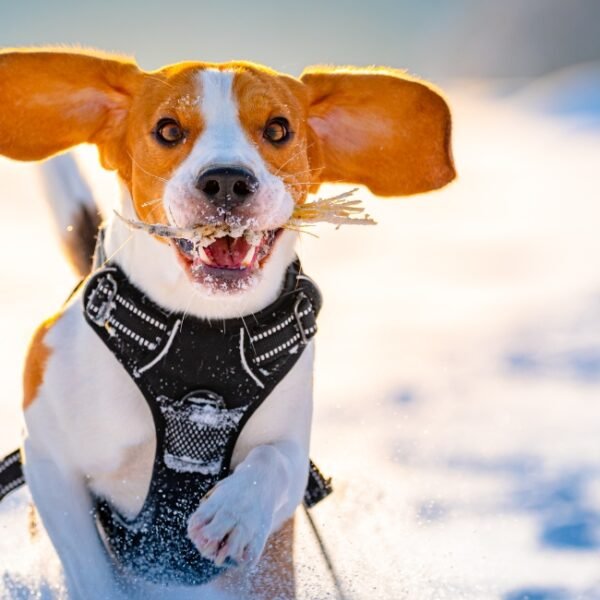 Chien heureux en vacances au Chalet L’Altizoard à Briançon dans les Hautes Alpes