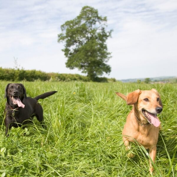 Chiens en balade dans la campagne près de la Maison des Artistes près de Bergerac en Dordogne dans le Sud de la France