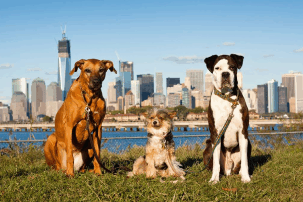 Partir à New York avec un chien, est-ce possible ?