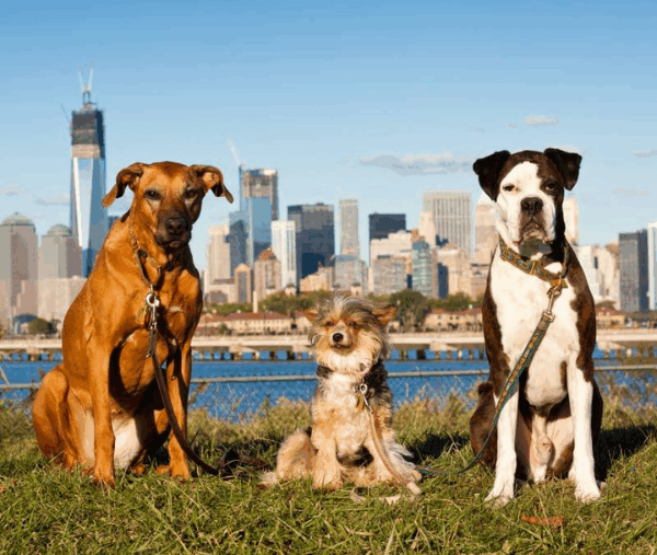 trois chiens en voyage à New York City dans un parc dog-friendly
