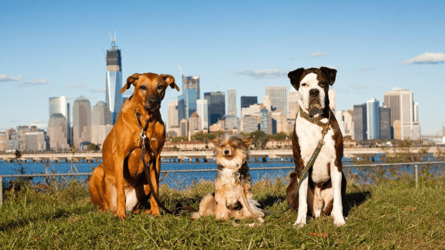 Partir à New York avec un chien, est-ce possible ?