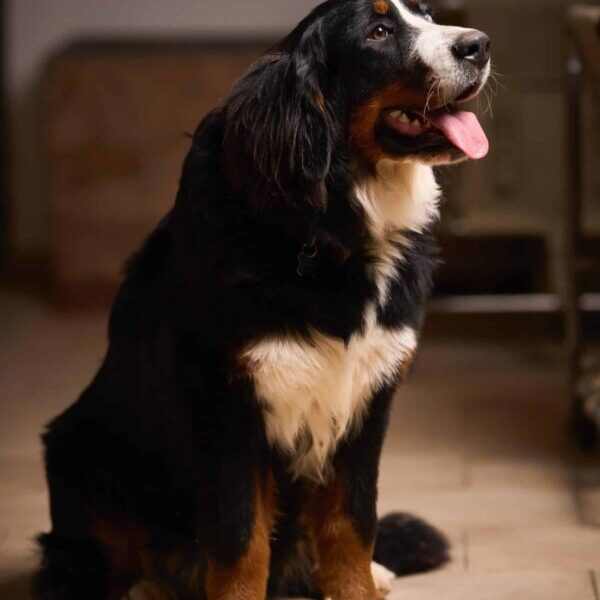 Simone, le chien mascotte du Camping La Cerise en Provence au pied du Mont Ventoux près de Carpentras aux portes du Lubéron dans le Sud de la France