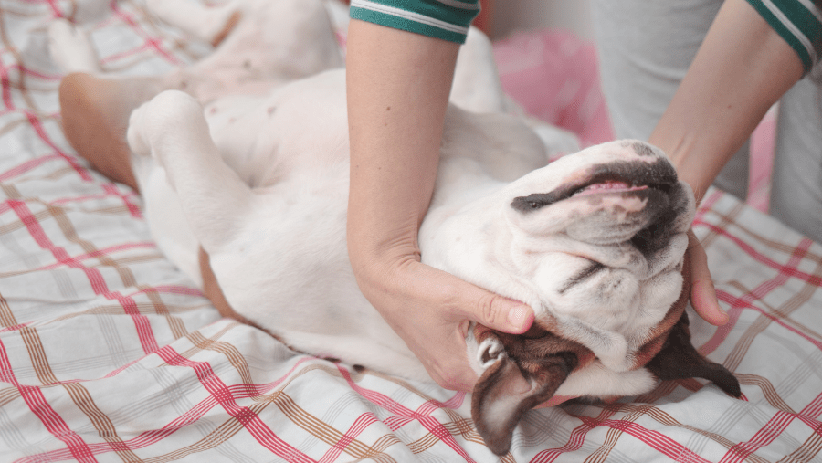 chien qui se fait masser dans un centre de spa balnéo ou thalasso pour chien