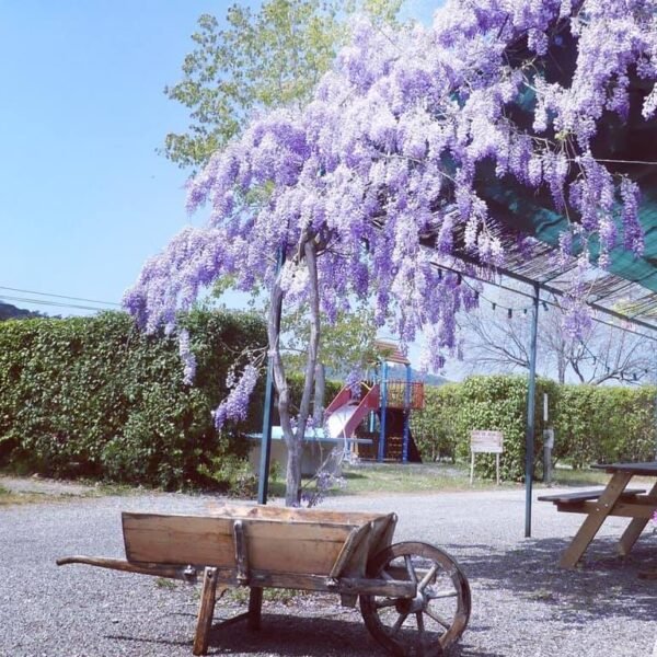Glycine sur la terrasse du Camping de Montolieu dans l'Aude près de Carcassonne dans le Sud de la France