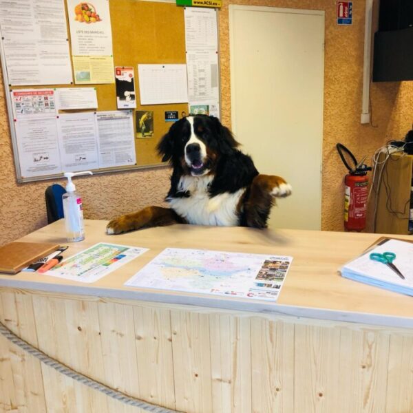 A la réception, le chien du Camping de Montolieu dans l'Aude près de Carcassonne dans le Sud de la France