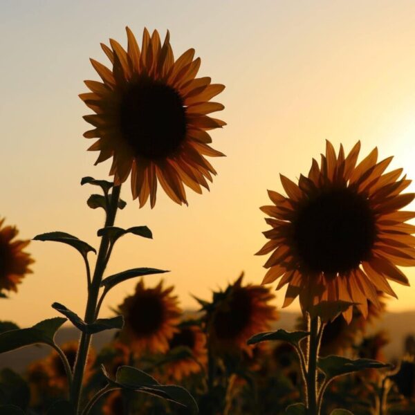 Tournesol dans la nature près du Camping de Montolieu dans l'Aude près de Carcassonne dans le Sud de la France