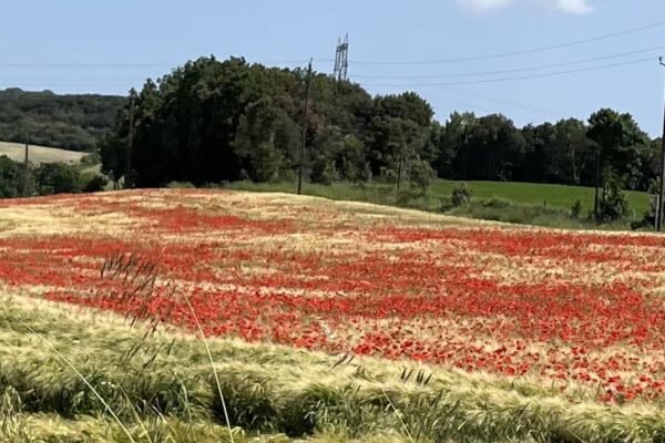 Camping de Montolieu