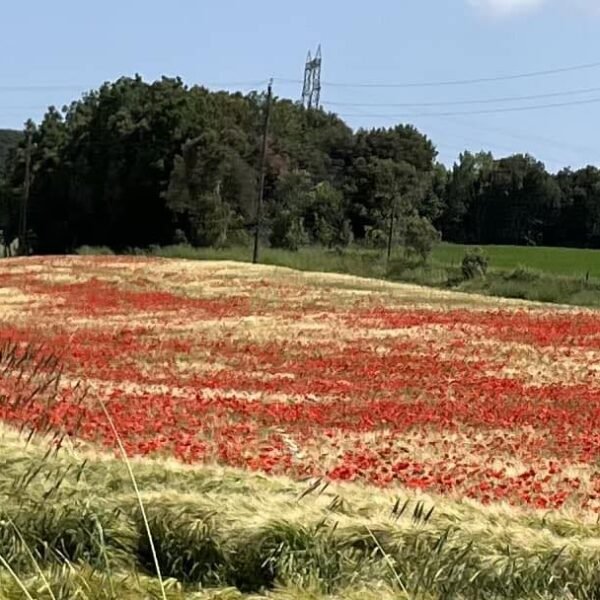 Champ de coquelicots près du Camping de Montolieu dans l'Aude près de Carcassonne dans le Sud de la France
