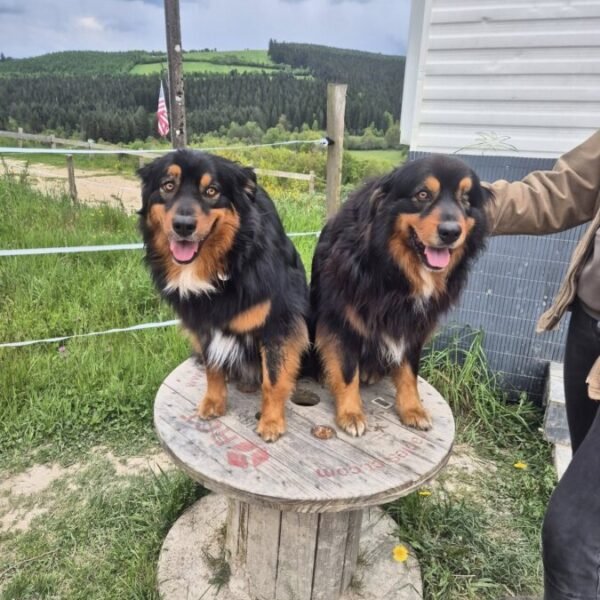 Gîte avec chien acceptés - Gîte Nesst - Corrèze - Plateau des Millevaches