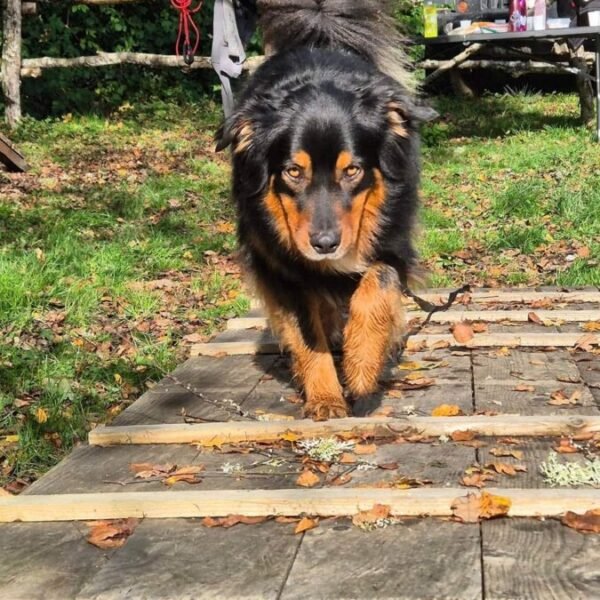 Caniparc et activités pour chien - Gîte Nesst - Corrèze - Plateau des Millevaches