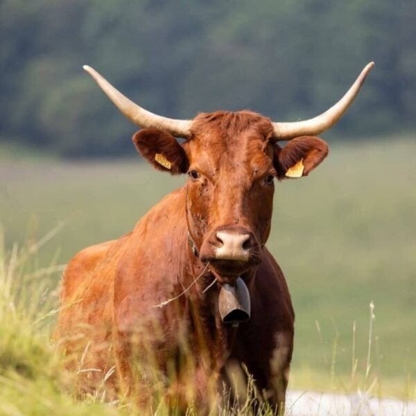 Vacances en pleine nature dans le Cantal