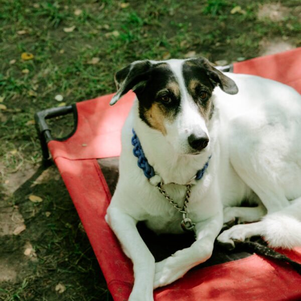 Locations cottage avec animaux bienvenus, Camping Yelloh Village La Plaine, à Ruoms, en Ardèche