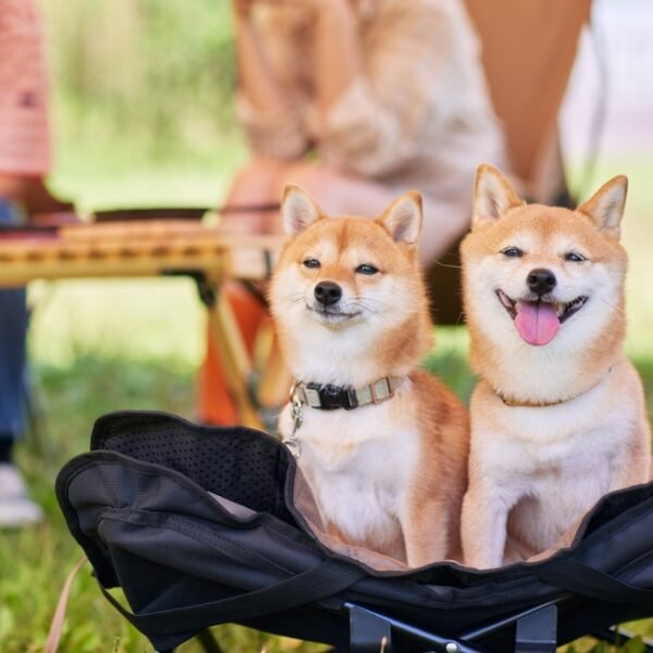 Camping avec chiens admis, Seasonova Ensoya à Sigean - Aude - Occitanie